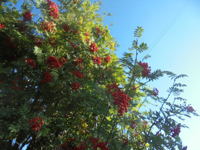 R is for red rowan berries