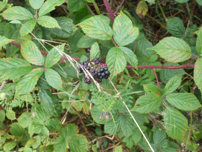 DSCF3703.JPG