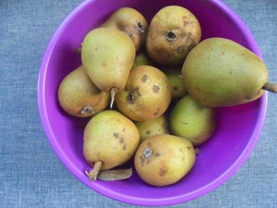 Pears in a purple bowl<br />POTD Obvious artwork titles Club