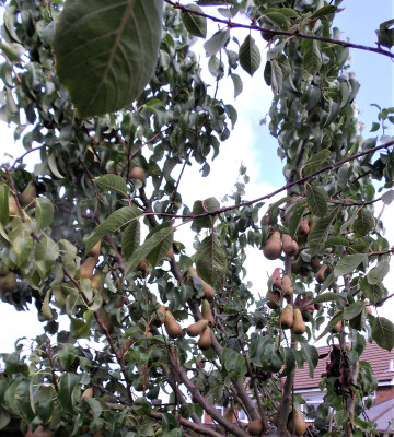 Pears.JPG
