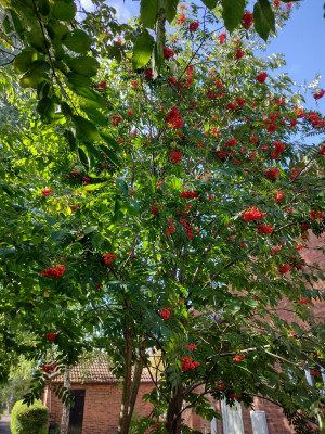 IMG_20220830_151650821_HDR.jpg