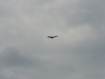 Buzzard in flight