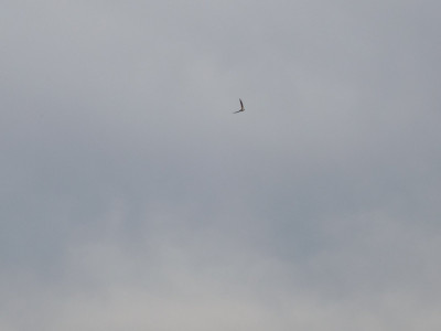 Swallow in flight