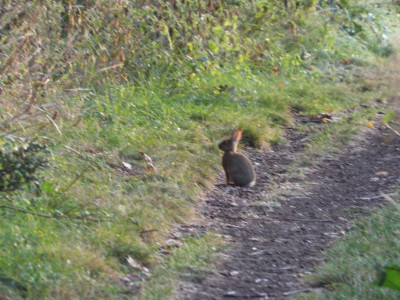 Early morning rabbit