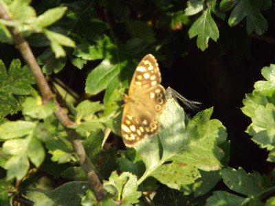 Butterfly sunning itself