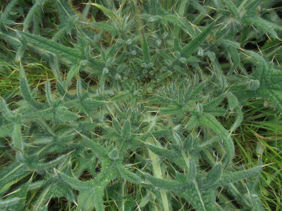 Proper Thistle not to be messed with