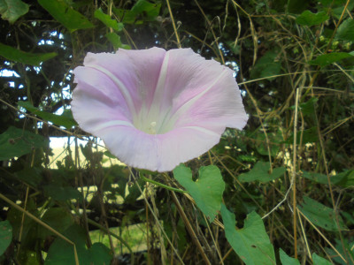 Pink Flowered Bindweed