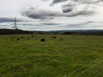 Heaps of sheeps - own work