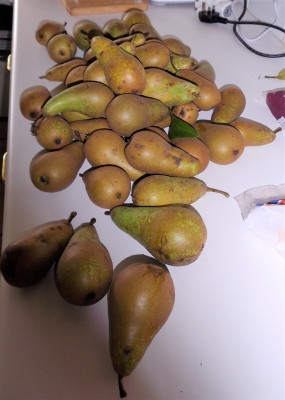 pears.JPG
