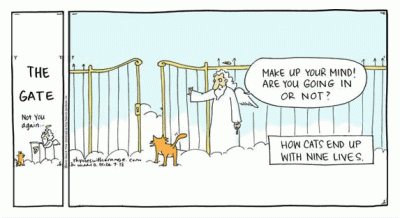 Why cats.gif