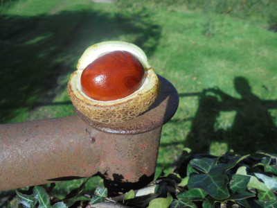conker coming out of its shell<br />While the figure in the shadows of the<br />Sandeman Port man looks on.