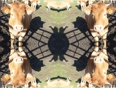 The French Cow Forum<br />Limousin and shadows