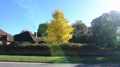 A spectacular autumn tree
