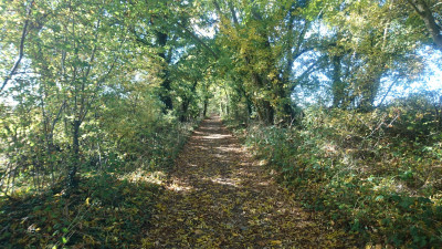 A Hertfordshire woodland track