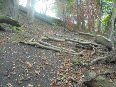 Up the steep and slippery woodland debris-strewn hill