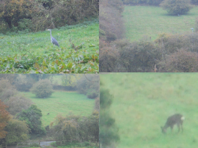 misty and damp<br />The Heron and the Deer<br />Friday 21st October 2022