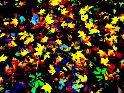 Autumn woodland carpet<br />colour contrast shapes and patterns