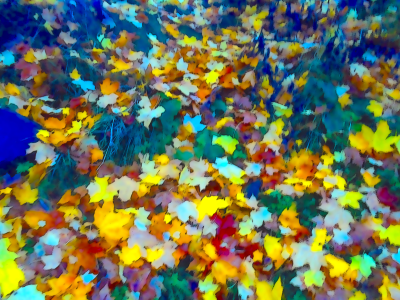 The leaves of Haloween<br />October 31st 2022