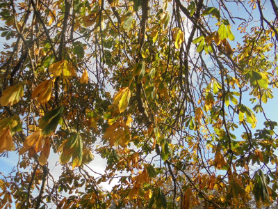 Not so much under the spreading chestnut tree but under the shedding chestnut tree.