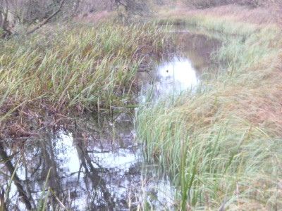 the natural light on the water and the reeds