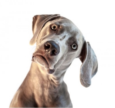 confused-dog.jpg
