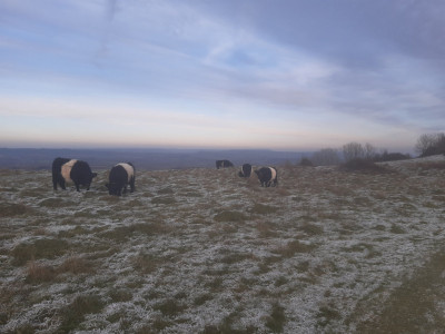 Moo cold - own work