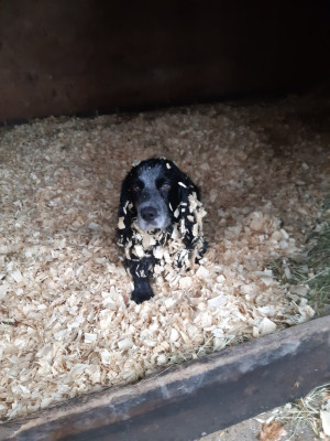Happy dog - own work