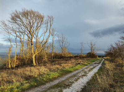 Mucho dead Ash trees - own work
