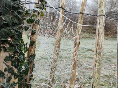 Frozen web - own work
