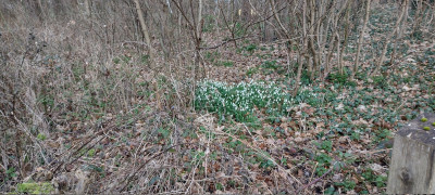 Not my own snowdrops.