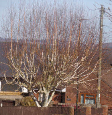 Tree.JPG