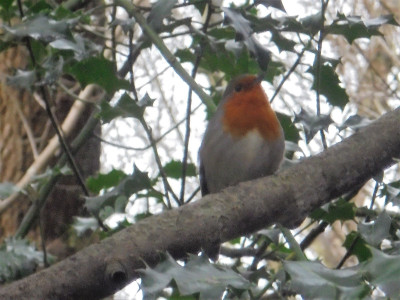 The only bird that will stay still for a photo