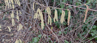 Catkins.jpg