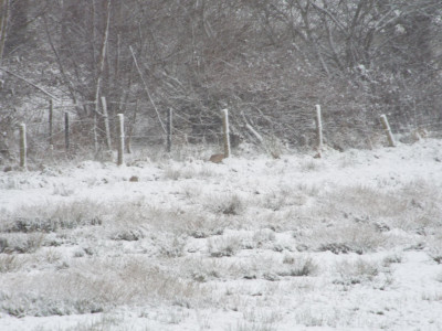 Yesterday morning (09/03), Hampton bank pheasant