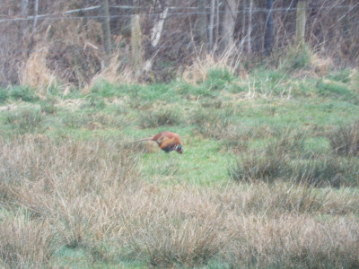 08/03, Hampton bank pheasant