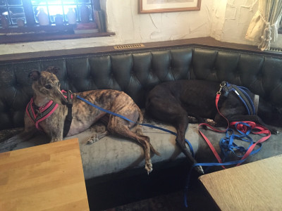 Tommy has black fur, Lily brindle.