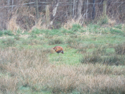 Hampton Bank pheasant in the falling snow