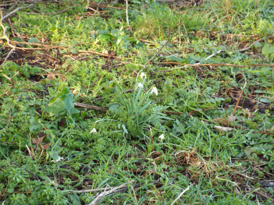 Lonely Snowdrop