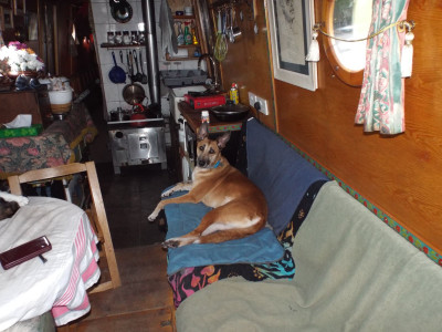 Mums' dog Boy.