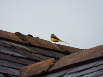 Grindley Brook Yellow Wagtail