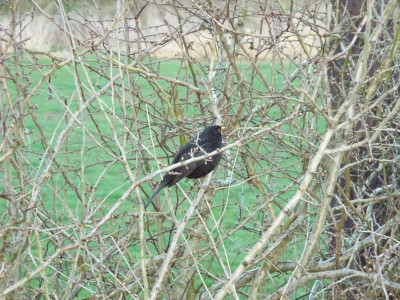 Another Wrenbury Blackbird