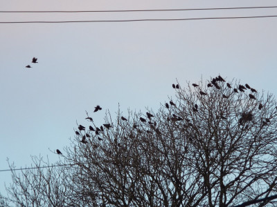 Wrenbury rookery (lots of Jackdaws)