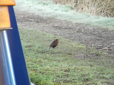 Another Wrenbury Robin