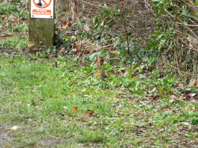 Wrenbury Robin