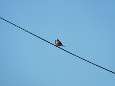Wrenbury Goldfinch