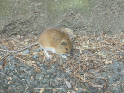To a Mouse
