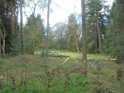 Spot the Deer