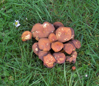 shrooms.JPG
