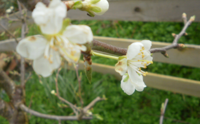 No 1 The Plum Tree in mid-April 2023