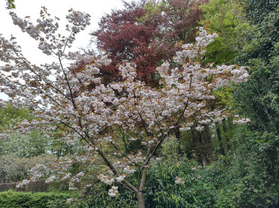 Cherry blossom - own work